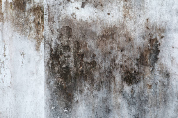 Trusted Arthurdale, WV Mold Removal Experts