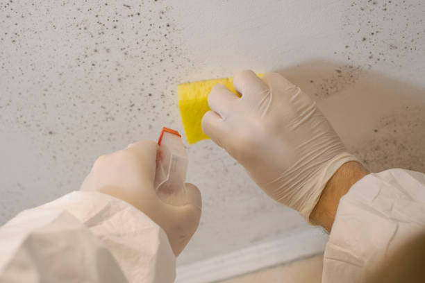 Best Mold Removal for HVAC Installations  in Arthurdale, WV