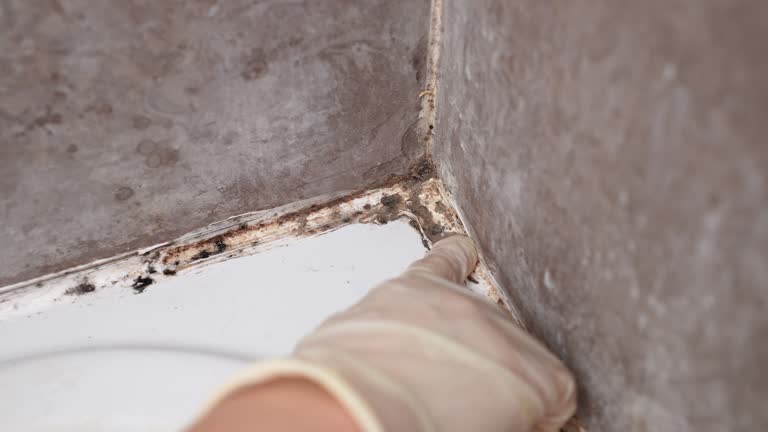 Best Mold Odor Removal Services  in Arthurdale, WV
